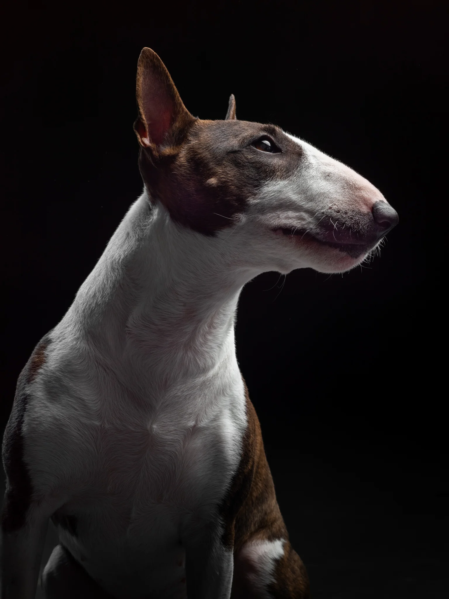 DOGS / STUDIO - more animals-klausdyba-30 - PETS Photography by Klaus Dyba